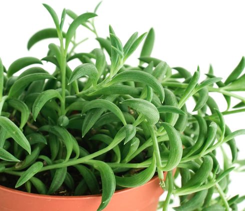 4" Shop Succulents String of Bananas Hanging Succulent, Senecio Radicans, Fully Rooted Live Succulent Plant, Low
