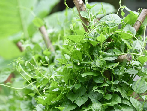200+ Pack Ceylon Spinach Seeds - Malabar Spinach Rau Mong TOI Green Stem