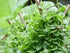 200+ Pack Ceylon Spinach Seeds - Malabar Spinach Rau Mong TOI Green Stem