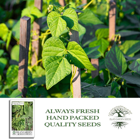 30+ Kentucky Wonder Pole Bean Seeds (Phaseolus vulgaris) Non-GMO Heirloom Seeds for Planting, Classic Climbing Variety