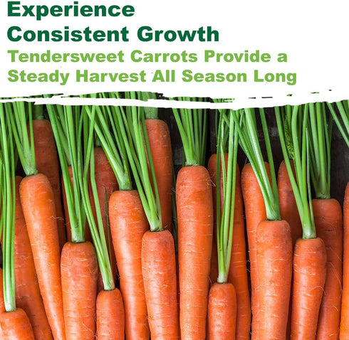 2500+ TKE Farms & Gardens - Tendersweet Carrot Seeds, Non-GMO Heirloom Seeds, Grow Sweet, Crisp Carrots, Easy to Grow