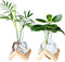 Propagation Stations, Propagation vases with Wooden Stand, Small Tabletop Glass Bulb Vases