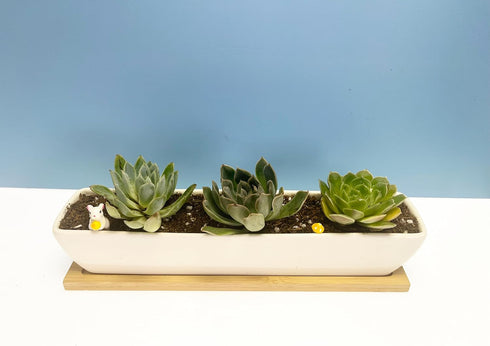 White Succulent Planter Pot Set of 2 - 11.1x2.36x1.77 Inch Long Rectangular Modern Ceramic with Saucer for Office