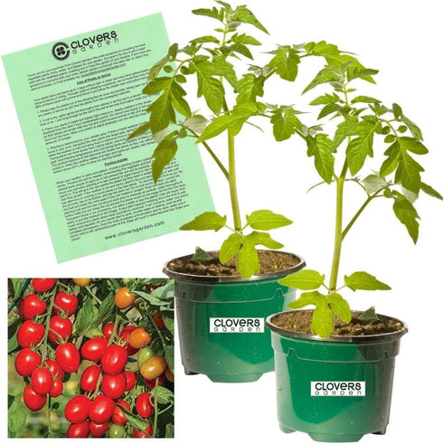 Clovers Garden Candyland Tomato Plants- Two (2) Live Plants Non-GMO - Not