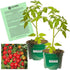 Clovers Garden Candyland Tomato Plants- Two (2) Live Plants Non-GMO - Not