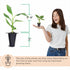 (4 Pack) Banana Trees Grand Nain | Easy to Grow Banana Plants | Edible Fruit Live Plant for Sustainable Living | Grow