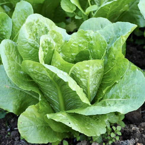 The Old Farmer's Almanac 1800 Heirloom Romaine Lettuce Seeds (Parris Island Cos) - Approx Seeds - Non-GMO, Open