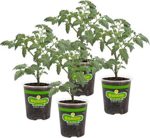 Bonnie PLANTS Husky Cherry Red Tomato Live Vegetable Plants - 4 Pack,