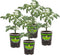 Bonnie PLANTS Husky Cherry Red Tomato Live Vegetable Plants - 4 Pack,