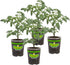 Bonnie PLANTS Husky Cherry Red Tomato Live Vegetable Plants - 4 Pack,