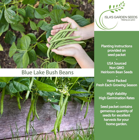 50+ Packet, Blue Lake Bush Green Bean Seeds, Heirloom Seeds Per Non GMO Seeds, (Isla's Garden Seeds), Botanical Name: