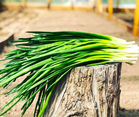 300 Bunching Green Onion Seeds Scallions About Non-GMO Seeds for Planting