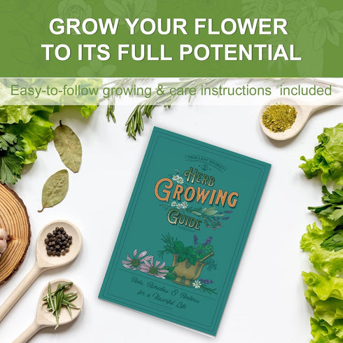 5 Meekear Herb Seeds Garden Starter Kit with Complete Planting Kit & Wooden Flower Box, Growing into Basil, Parsley