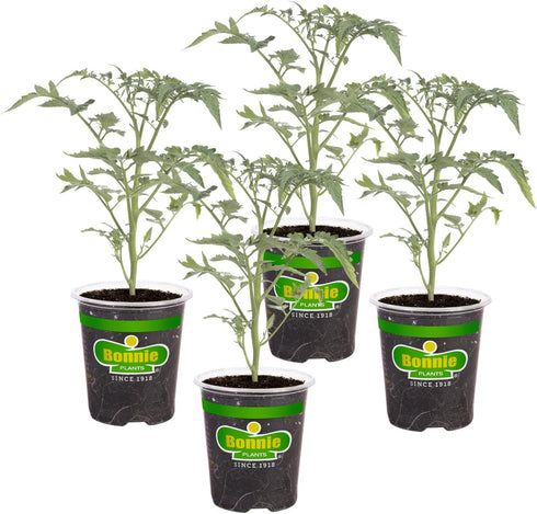 Bonnie Plants Grape Tomato 19.3 oz. 4 Pack