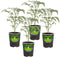 Bonnie Plants Super Sweet 100 Cherry Tomato, Live Plants, 19.3 oz (4-Pack)