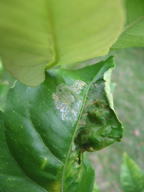 VT-102 (2 Pack, 8 VivaTrap Citrus Leafminer Trap & Lure Week)