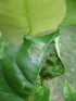 VT-102 (2 Pack, 8 VivaTrap Citrus Leafminer Trap & Lure Week)