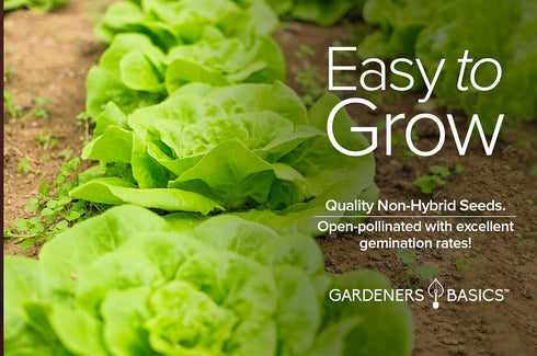 2000+ 2 Summer, Gardeners Basics, Buttercrunch Lettuce Seeds for Planting - Butterhead Boston Bibb Heirloom, Non-GMO
