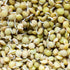 Heirloom Non-GMO Green Lentil Seeds - One Pound for Sprouting