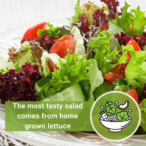 Packet (1) Sow Right Seeds - Mixed Heirloom Lettuce Seeds for Planting - Non-GMO Heirloom with Instructions to Plant