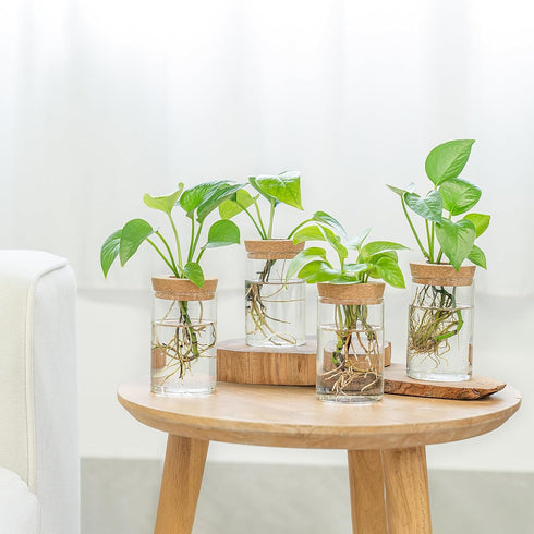 4 Dahey Plant Propagation Terrarium Desktop Glass Planter Station Water Planting Glass Vase with Lid and Wooden Stand