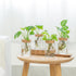 4 Dahey Plant Propagation Terrarium Desktop Glass Planter Station Water Planting Glass Vase with Lid and Wooden Stand