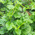 100 Summer Premium Malabar Spinach Seeds - Heirloom, Non-GMO Seeds for Planting Easy-to-Grow Climbing Vegetable, Fast