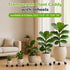 4 Packs 10.2 inches Small Clear Plant Caddy Plant Saucers on Wheels Rolling Plant Stands Heavy-duty Plant Dolly Plastic