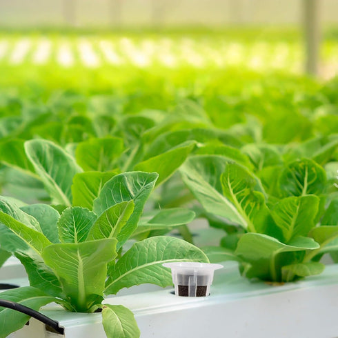 50 MAQIHAN Grow Sponges for Hydroponics - Seed Pods for Garden Seed Starter Pods Growing System Plant for Seed Plugs