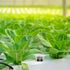 50 MAQIHAN Grow Sponges for Hydroponics - Seed Pods for Garden Seed Starter Pods Growing System Plant for Seed Plugs