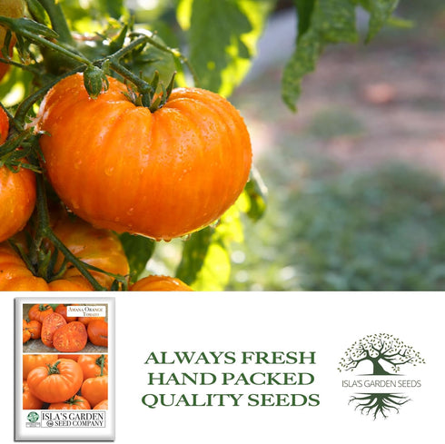 50+ 8090 Amana Orange Beefsteak Tomato Seeds (Solanum lycopersicum) Heirloom Non-GMO Seeds by Islas Garden Seeds, Large