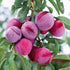 150+ Tropical Beach Plum Fruit Tree Seeds for Planting Outdoor- Non-GMO Heirloom Prunus Maritima Growing Your Own