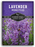 Munstead English Lavender Seeds for Planting Compact Dwarf Hardy Perennial Herb for