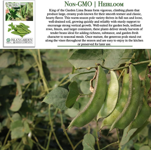 25+ King of The Garden Lima Bean Seeds (Pole Lima, Phaseolus lunatus) Non GMO Heirloom Seeds by Islas Garden Seeds