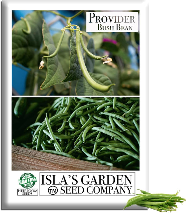 Provider Bush Green Bean Seeds (Phaseolus vulgaris) 30+ Non-GMO Heirloom by Islas