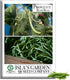 Provider Bush Green Bean Seeds (Phaseolus vulgaris) 30+ Non-GMO Heirloom by Islas