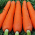 SeedsUA 2000 Giant Carrot Seeds Red Vegetable for Planting Giant Non GMO Seeds