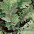 SEEDS OF CHANGE Organic Red Russian Kale seeds