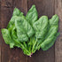 SeedsUP 300+ Seeds Four Season Spinach Viroflay Giant - Vegetable Green