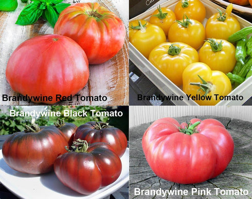 Harley Seeds 30 19 Mixed Seeds Giant Tomato Seeds, Mix of Varieties, Heirloom Non-GMO, Brandywine Black, Red, Yellow