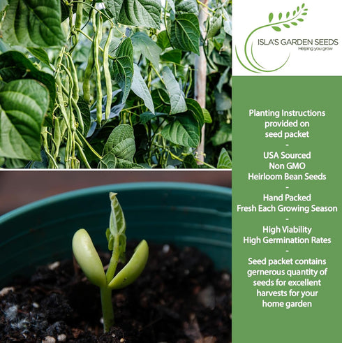 30+ Kentucky Wonder Pole Bean Seeds (Phaseolus vulgaris) Non-GMO Heirloom Seeds for Planting, Classic Climbing Variety