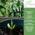 30+ Kentucky Wonder Pole Bean Seeds (Phaseolus vulgaris) Non-GMO Heirloom Seeds for Planting, Classic Climbing Variety