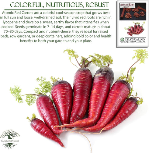 250+ Atomic Red Carrot Seeds (Daucus carota) Non-GMO Heirloom Seeds, Vibrant Red Roots Rich in Lycopene, by Islas