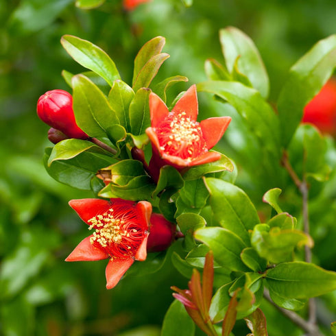 1 Russian Pomegranate in a Gal. Grower's Pot | Cold Hardy Drought Tolerant | Yields Large Delicious Fruit | Real Dwarf