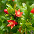 1 Russian Pomegranate in a Gal. Grower's Pot | Cold Hardy Drought Tolerant | Yields Large Delicious Fruit | Real Dwarf