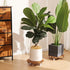 Yonscess 2 Pack 14 Inch 5 Plant Caddy with Wheels Heavy Duty, Rolling Plant Stand with Wheels, Thicken Wood Plant Dolly