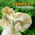 Outward Creations 40 Pack, 13" 4 4 0.2 Mushroom Grow and Spawn Bags - Extra Thick Polypropylene Material, Tear