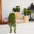 VINSUNI Set 3 Artificial Succulents with Pots - of Small Fake Plants for Aesthetic Room Decor - Realistic Mini Faux