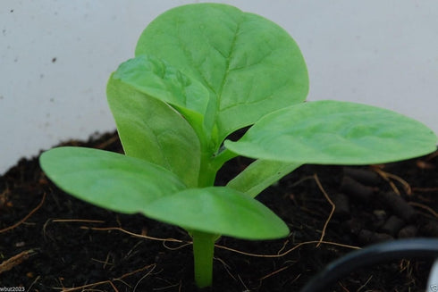wbut2023 500 Green Malabar Spinach Seeds - Heat loving, frost sensitive.fast-growing vine