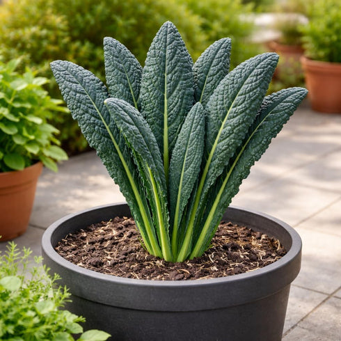 Sunutri Seeds Black Tuscan Lacinato Kale Seeds Dark Blue-Green Leaves with Upright Growth for Home Gardens, Raised Beds